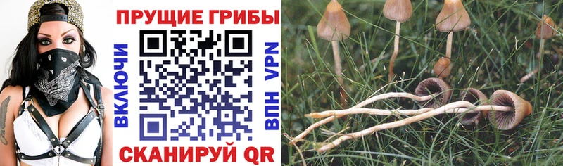 Псилоцибиновые грибы MAGIC MUSHROOMS  Никольское 